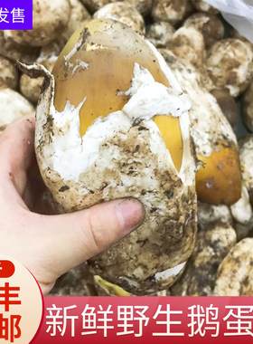 高原现货干片鸡蛋阿坝州野生菌