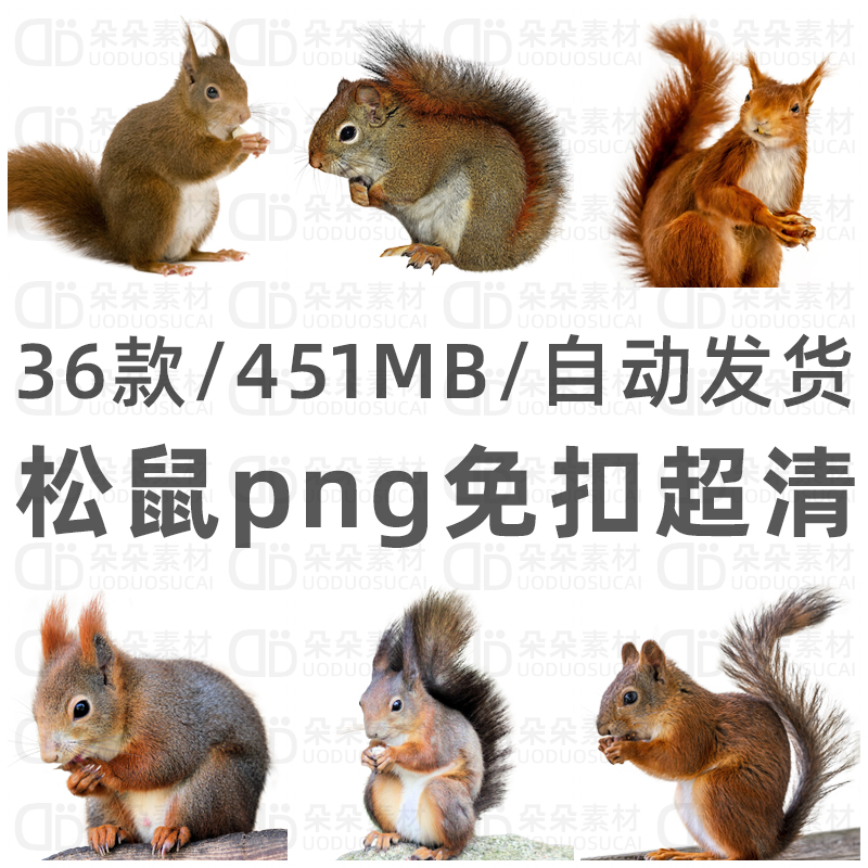 松鼠免扣图png超高清ps素材透明背景大自然野生松鼠数字手绘设计