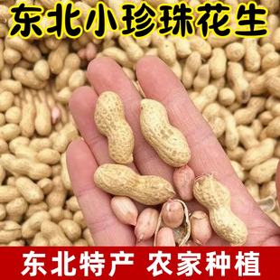2025年小花生带壳晒干新鲜花生精选小珍珠粉皮花生东北特产小吃