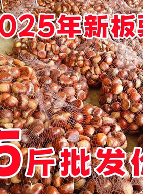 新鲜生辽宁丹东菜板栗栗子新鲜板栗栗仁新鲜板栗板栗大板栗产地
