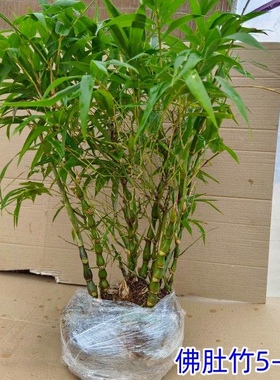 葫芦竹佛肚竹基地现挖现卖老桩室内外庭院绿植带土球发货易养易活