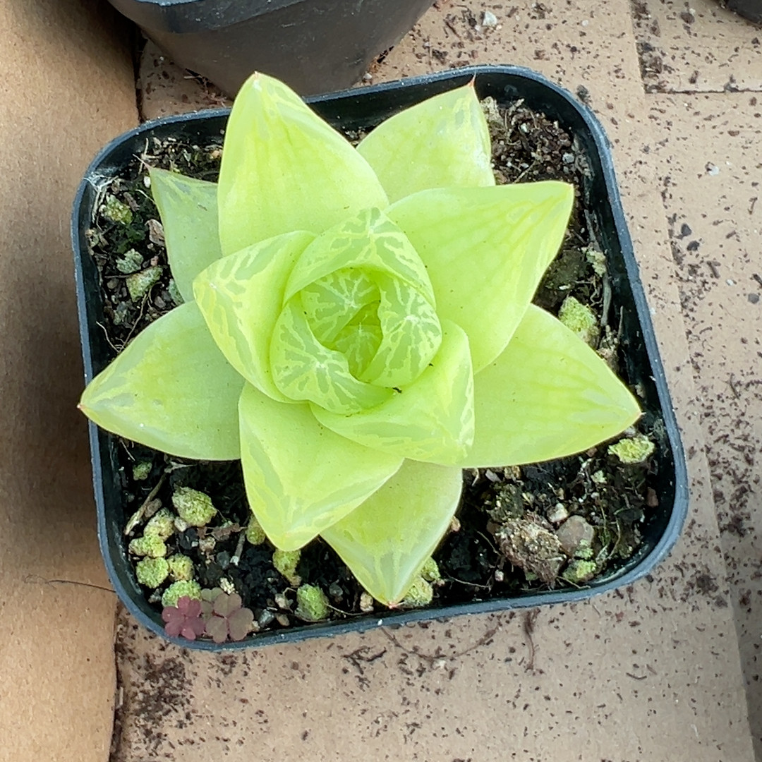 黄金玉露【加购物车付款满10元包邮】