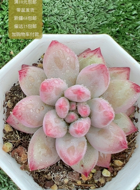 金鱼姬【加购物车付款满10元包邮】