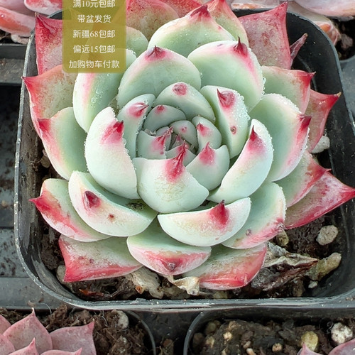 吉娃娃【加购物车付款满10元包邮】