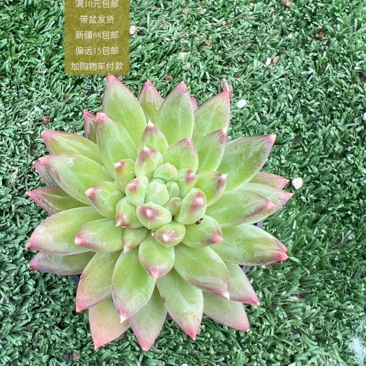 甲骨文【加购物车付款满10元包邮】,鲜花速递/花卉仿真/绿植园艺,多肉植物,淘宝优惠券,粉丝福利购,淘宝优惠卷