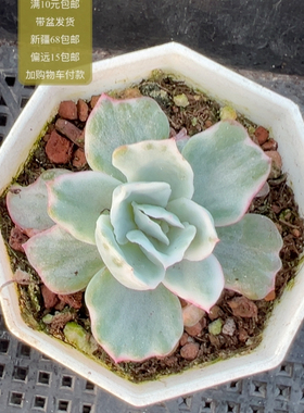 伯克利锦【加购物车付款满10元包邮】