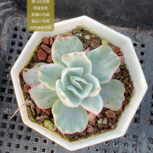 伯克利锦【加购物车付款满10元包邮】