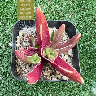 新妖【加购物车付款满10元包邮】