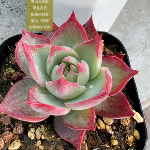 包邮 满10元 加购物车付款 惊鸿仙子