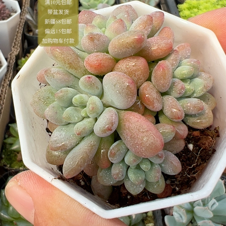 鱼子酱群【加购物车付款满10元多肉植物