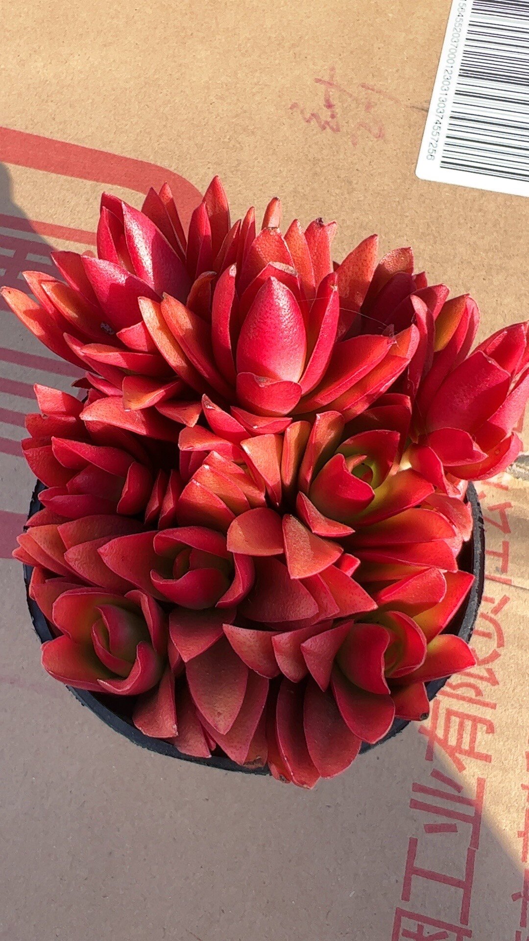 火祭群【满18包邮】多肉植物