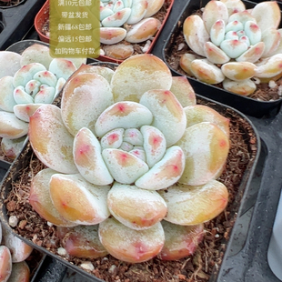 包邮 满10元 加购物车付款 橙梦露