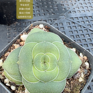 巴【加购物车付款满10元包邮】