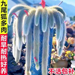 九尾狐多肉植物软毛猴尾巴垂吊软毛 仙人掌懒人盆栽花卉