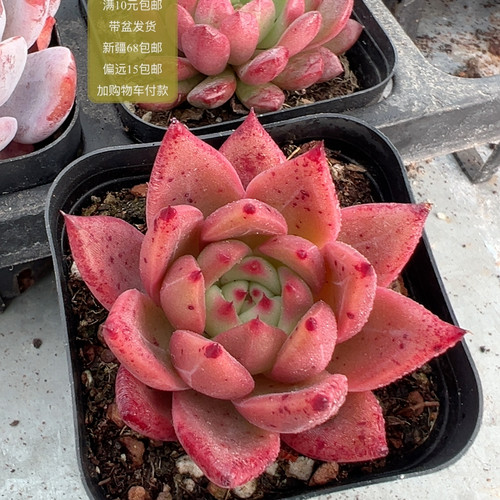 红颜蜜语【加购物车付款满10元包邮】