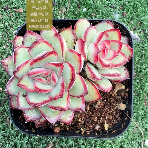 双头灵隐【加购物车付款满10元包邮】