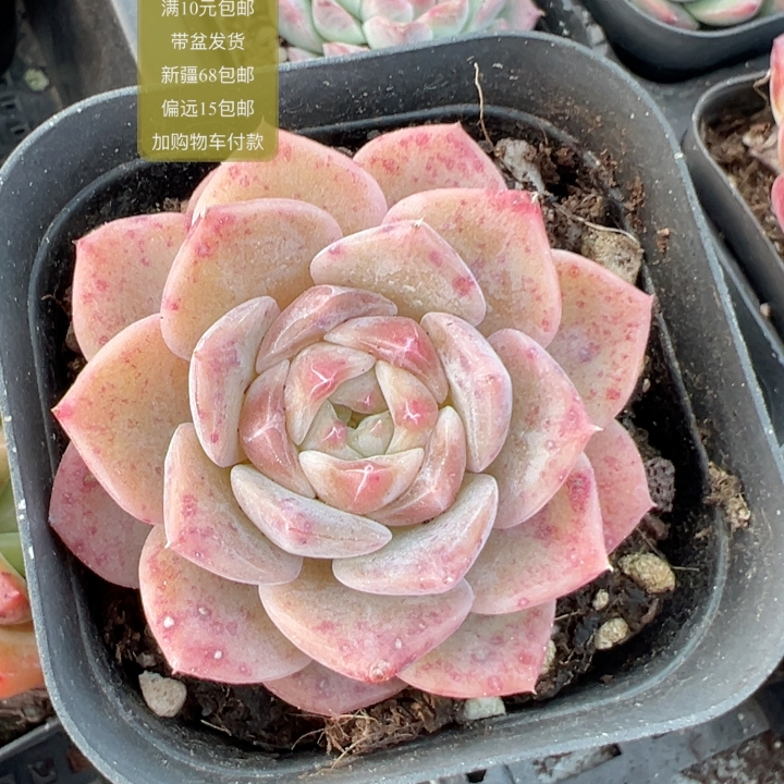 糖心纯爱【加购物车付款满10元包邮】