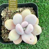 桃蛋 包邮 加购物车付款 满10元