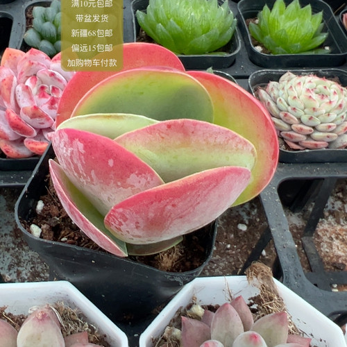 唐印【加购物车付款满10元包邮】