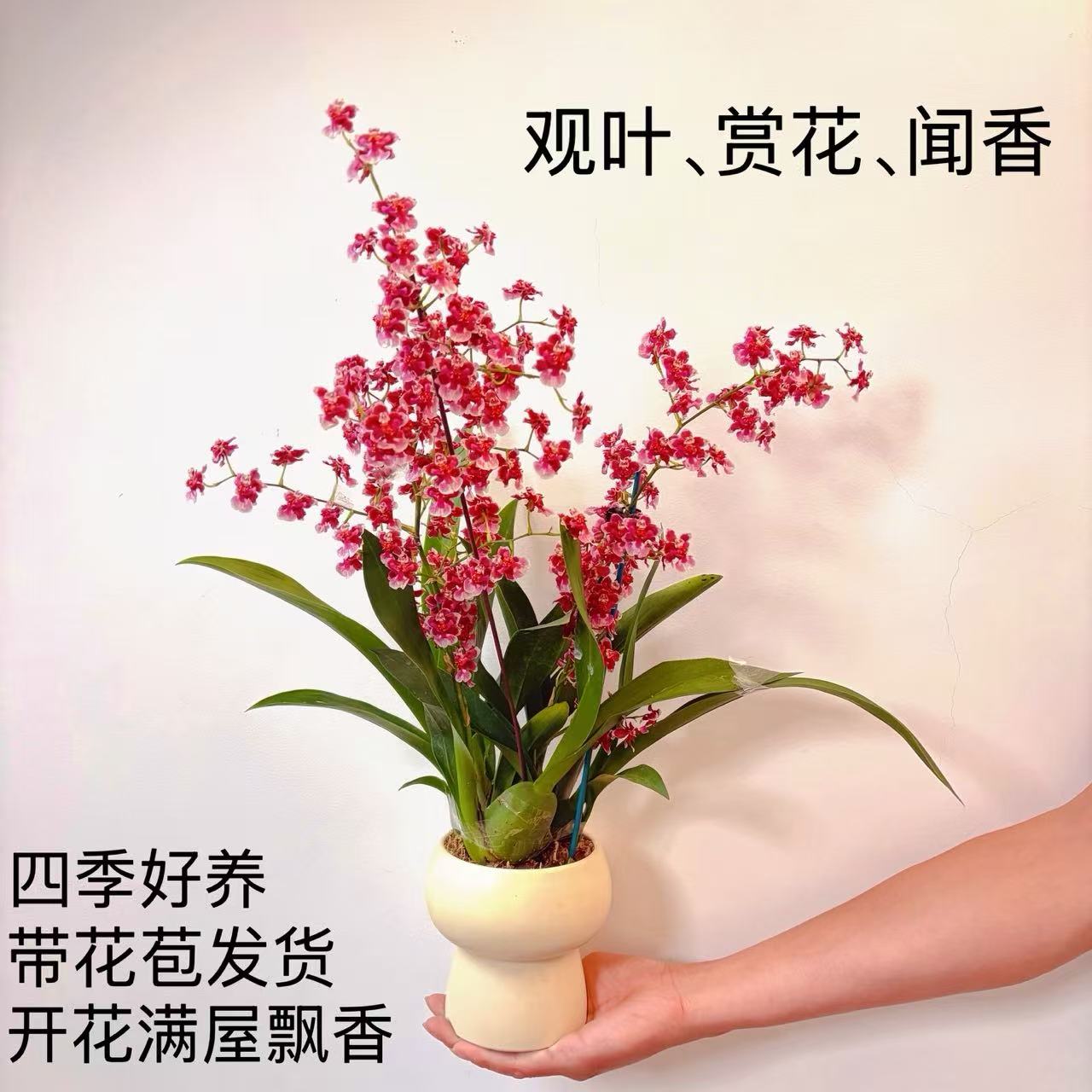 2-3支花剑巧克力文心兰盆栽办公室内开花卉茶桌面绿植物梦香兰盆