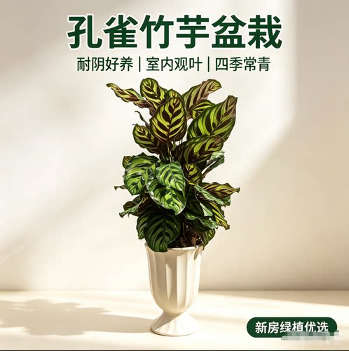 孔雀竹芋盆栽 耐阴室内观叶绿植四季常青好养桌面花卉可净化空气