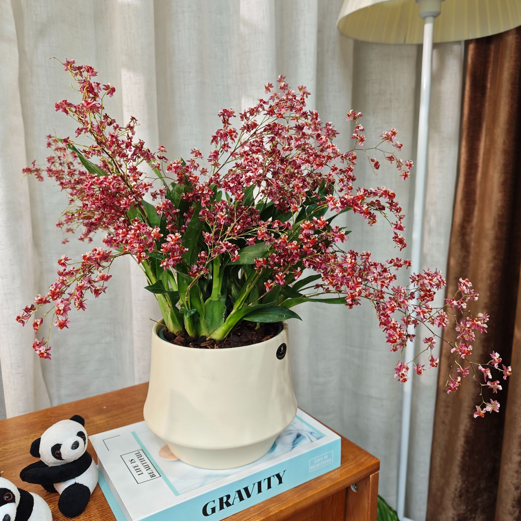 红色梦香兰大陶瓷盆12-16花剑