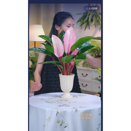 网红粉色金钻茎白纹富贵竹 四季常青 ins 风桌面氛围感绿植好养活