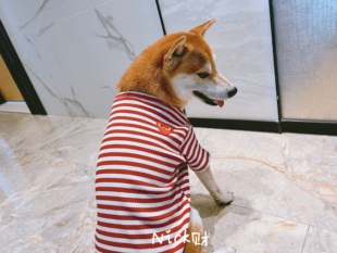 Nick财 棉衣服猫咪 秋冬宠物潮牌爱心笑脸狗狗柴犬法斗条纹打底衫