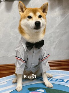 Nick财网红柴犬博美雪拉瑞中小型犬领结宠物西装衬衣狗狗衣服