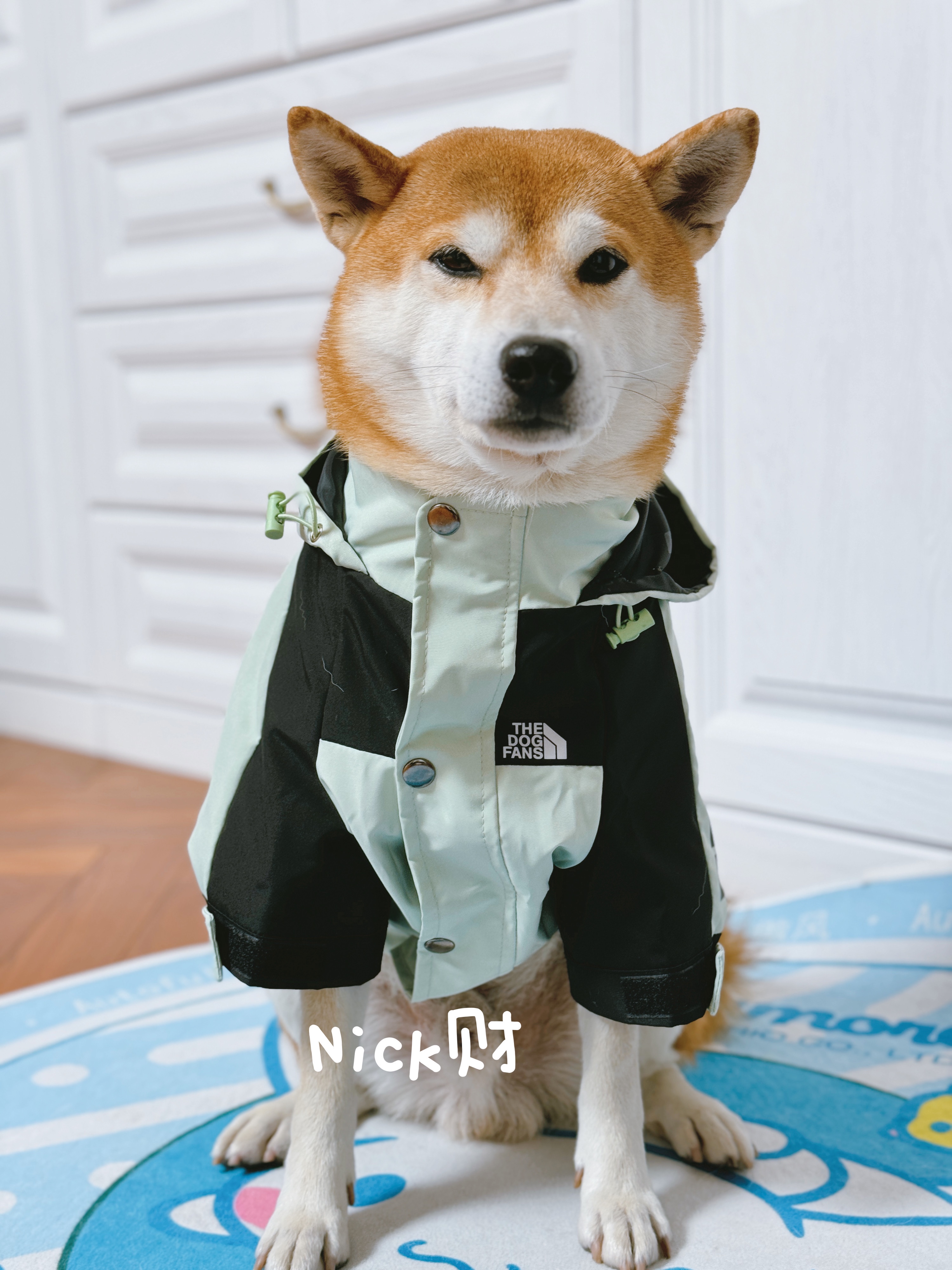 冲锋衣防雨宠物衣服宠物