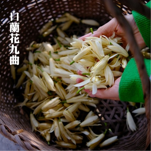 白兰花九曲红梅茶清甜自然花香