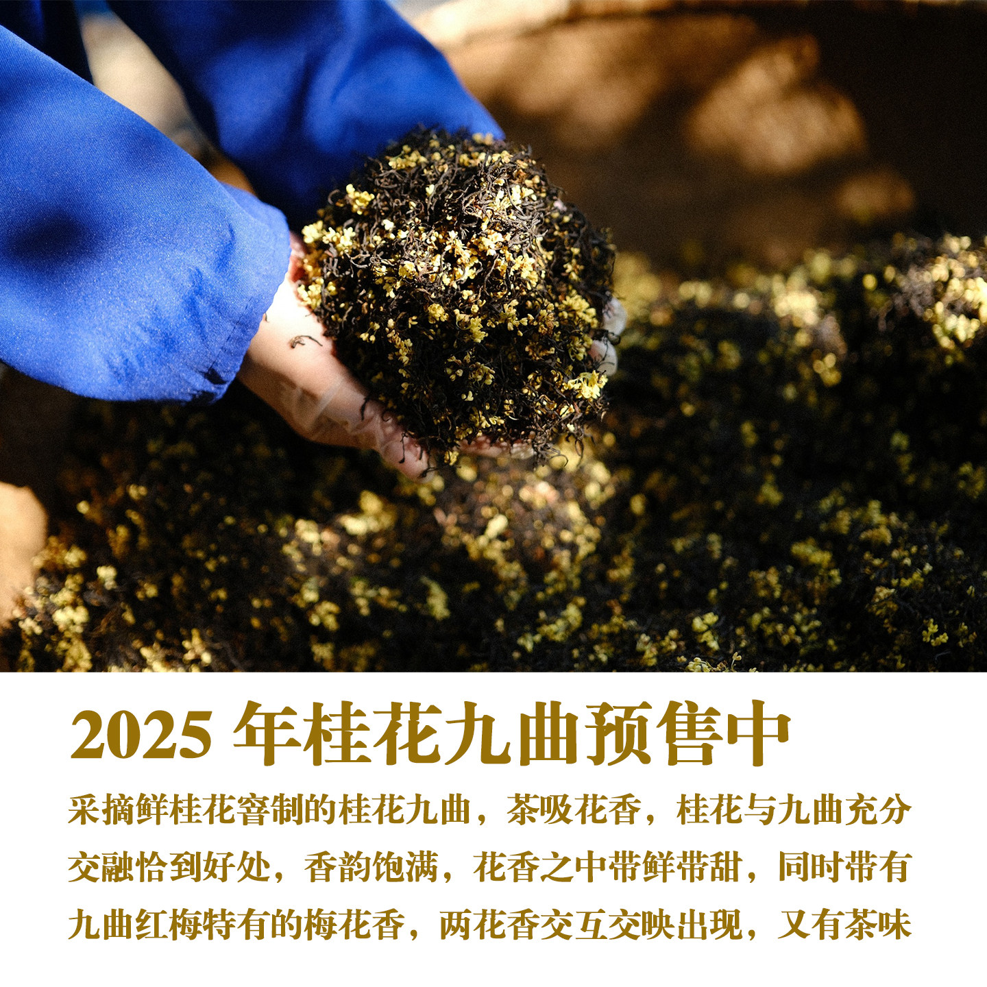 金桂 鲜甜细腻高端红茶 明前精品桂花九曲  精选特级九曲茶底