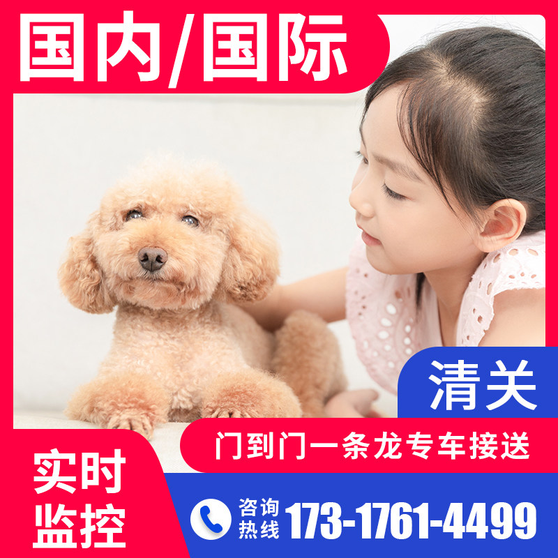 上海国际宠物托运服务全国狗狗猫咪宠物寄送托运检疫证明入境清关