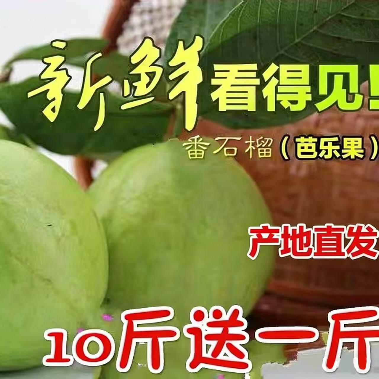 水果蕃石榴 番石榴 芭乐送酸梅粉10斤送1斤全国大部分包邮