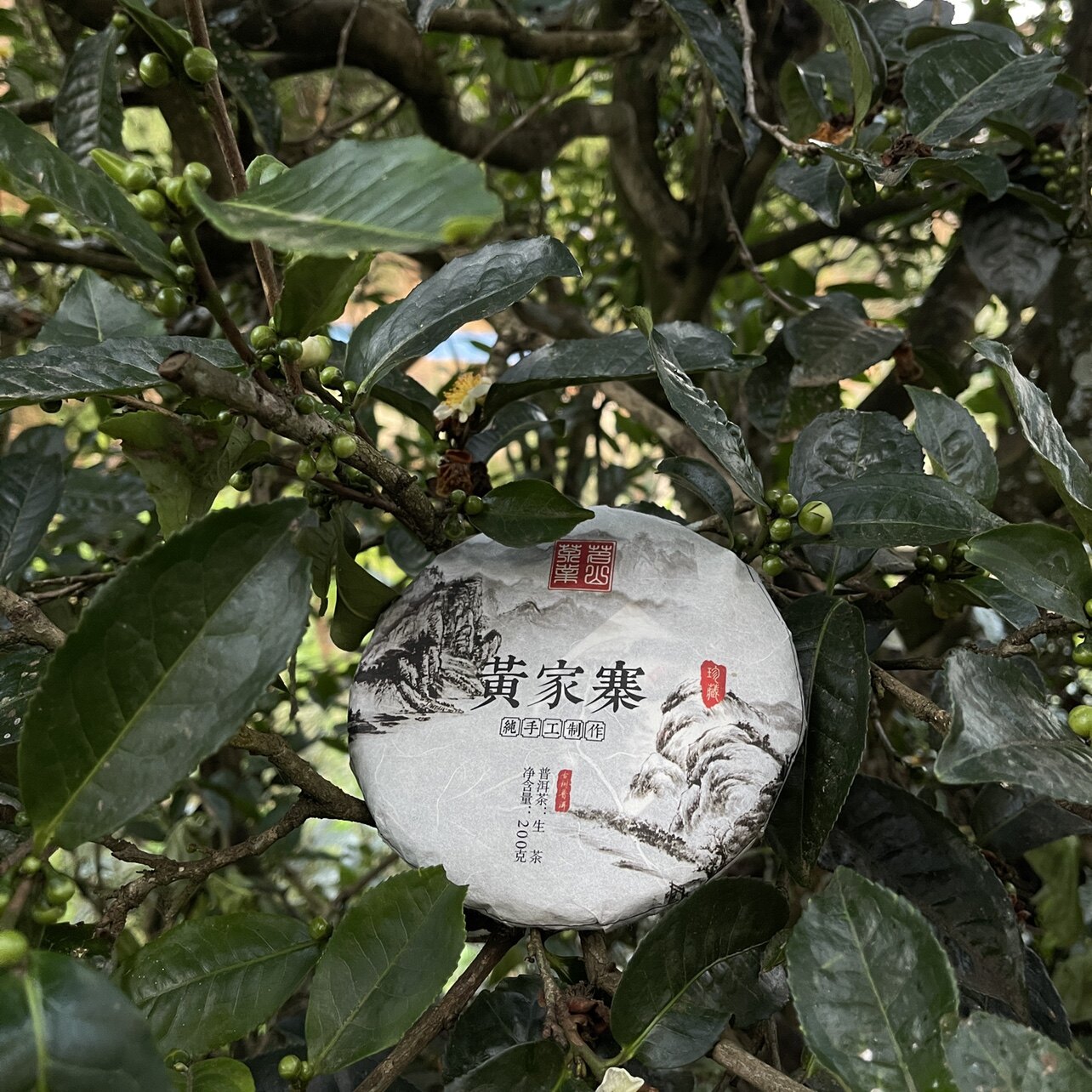 云南普洱生茶昌宁漭水黄家寨2016年明前春古树纯料200克饼包邮在类目 茶, 普洱中 - 来自Buy2taobao.com提供专业的淘宝代购服务
