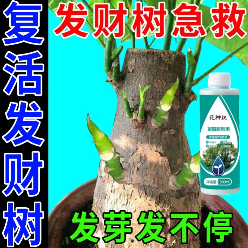 发财树营养液肥料专用肥治烂根黄叶掉叶室内盆栽水培植物花卉花肥