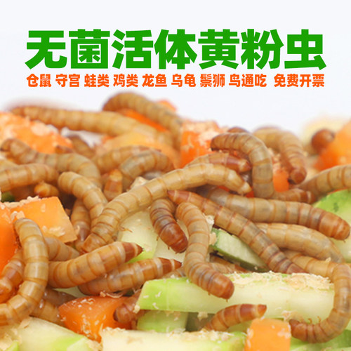 周升华无菌活体面包虫黄粉虫幼虫
