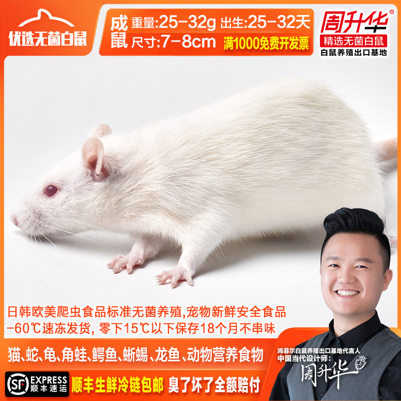 冰冻小白鼠25~32g成鼠乳鼠猫粮角蛙蜥蜴龙鱼乌龟宠物爬虫动物饲料|ruв категории животное/Животное питание и принадлежностей, рептилии/насекомых и принадлежностей, рептилии/насекомых питание - от Buy2taobao.com для оказания профессиональной услуги покупки агента Taobao