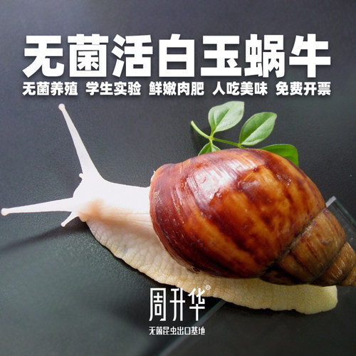 无菌白玉蜗牛观察盒小学生套装