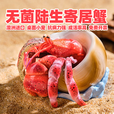 活体寄居蟹宠物小豆丁饲养箱套装