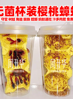 樱桃蟑螂活虫幼虫幼体饲料爬宠粮