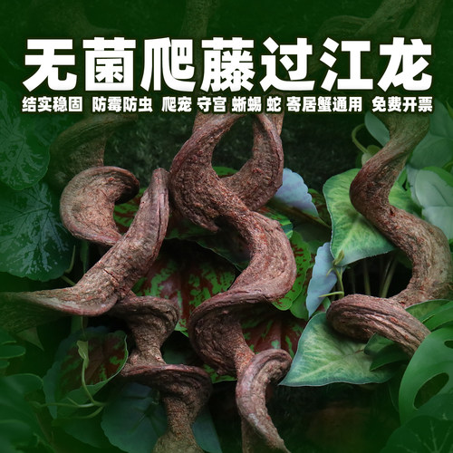 无菌爬宠造景过江龙爬藤树枝植物