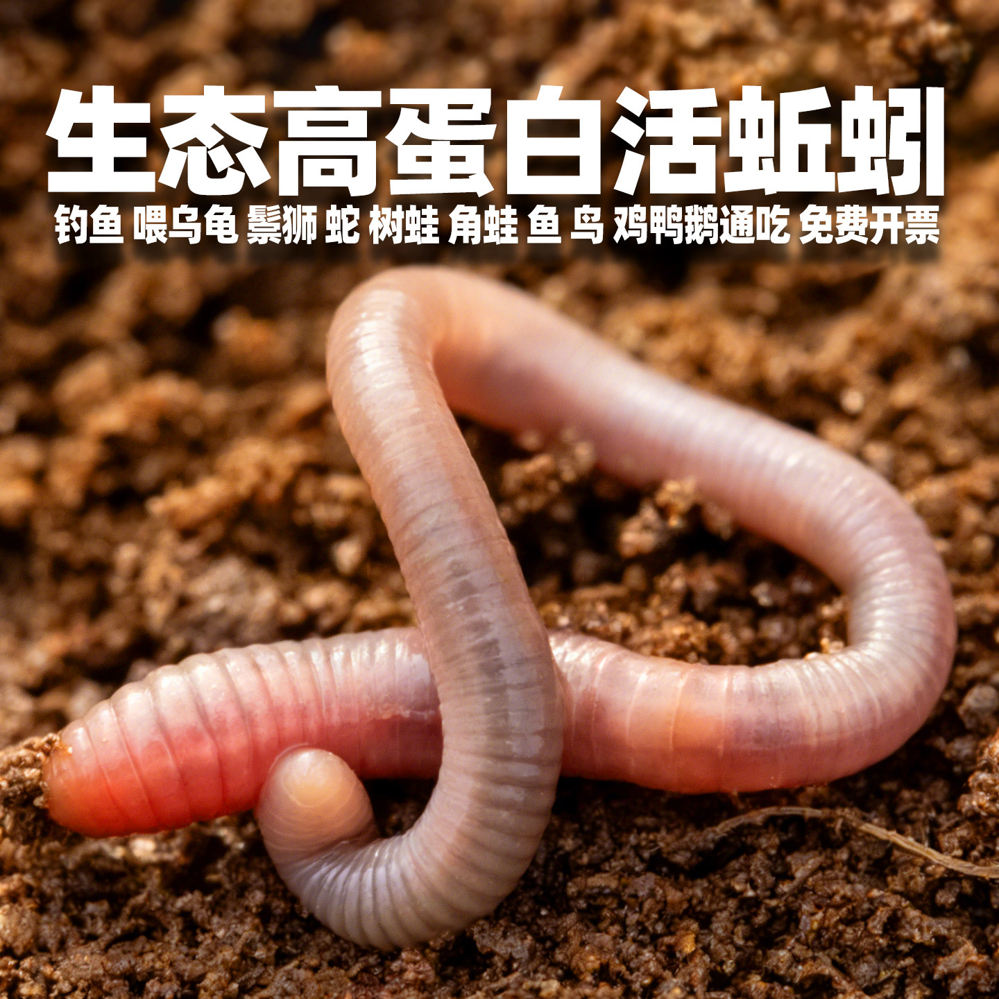 无菌生态蚯蚓鱼饵鲜活蚯蚓乌龟鬃狮树蛙蛙蛇蝾螈鸟鱼活饵钓鱼专用