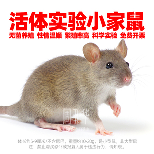 活体老鼠AD小鼠C57小黑鼠DBA实验鼠CH3小鼠家鼠SD大白鼠模型野鼠