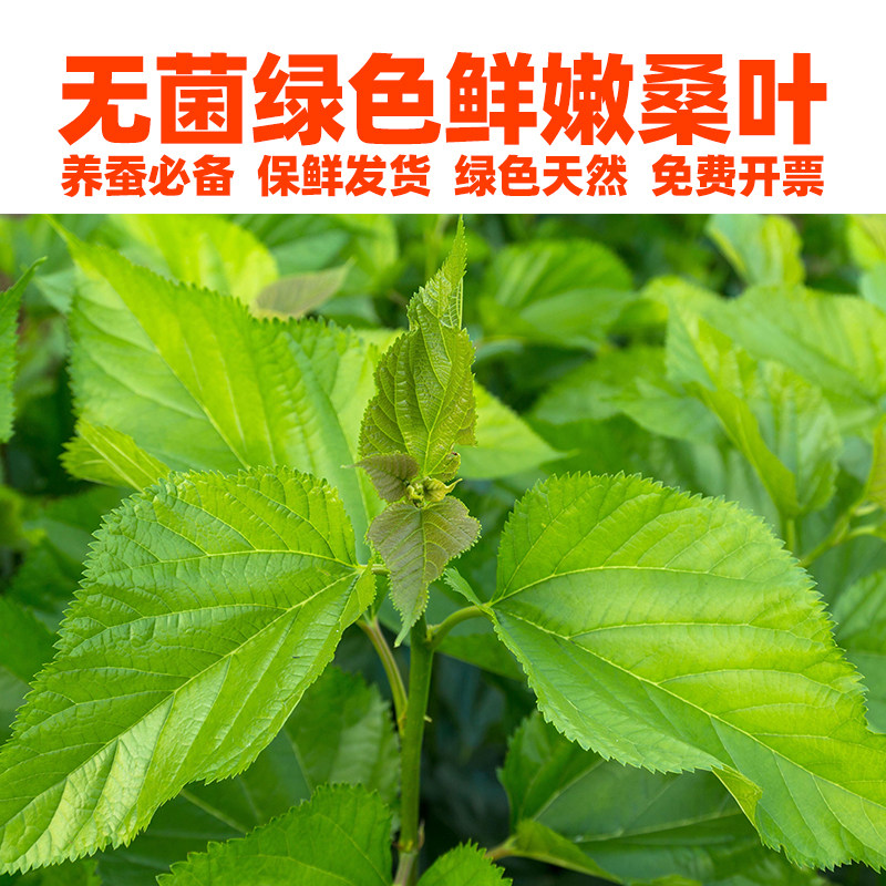 无菌新鲜桑叶喂蚕宝宝小学生套装图片