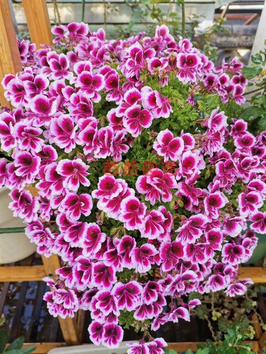 阳台爆花天竺葵四川基地直发