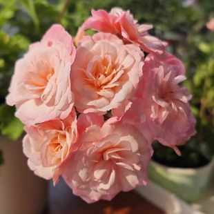 天竺葵独角兽星系多季节勤花阳台花园常绿盆栽花卉多年生四川基地