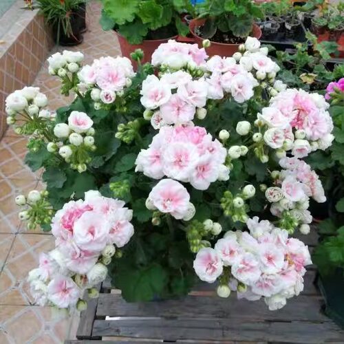 天竺葵带花苞发货阳台四季开花