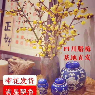 浓香素心腊梅鲜切客厅生日节日礼