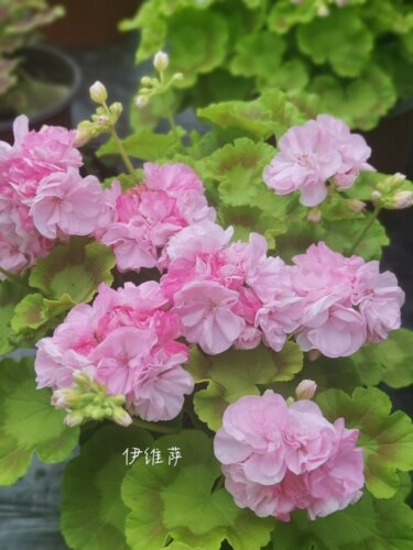 直立天竺葵花苗重瓣四季国王公主皇后比尔梦想多年生大苗1盆包邮